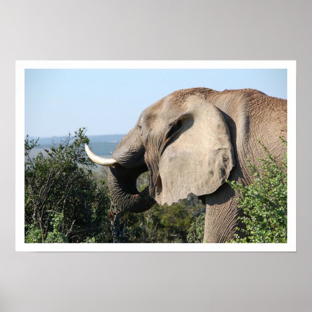 Elephant Eating, South Afrika Poster (Framsidan)