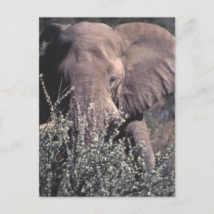 Elephant - Etosha nationalpark, Namibia Vykort
