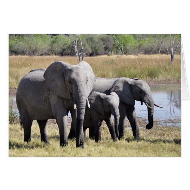 Elephant-familjen Hälsningskort (Framsidan Horizontal)