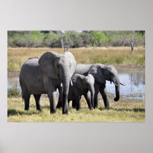 Elephant-familjen Poster