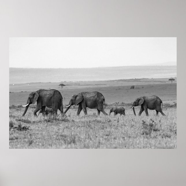 ELEPHANT FAMILY BLACK & WHITE POSTER (Framsidan)