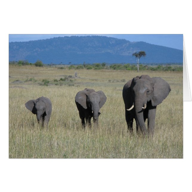 Elephant Family Hälsningskort (Framsidan Horizontal)
