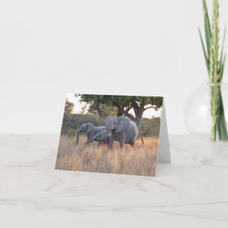ELEPHANT FAMILY KORT