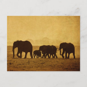Elephant Family Vykort