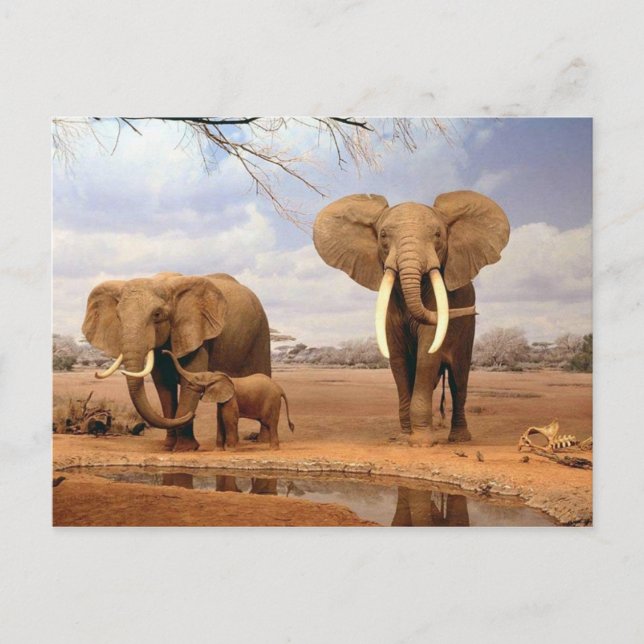 Elephant Family Vykort (Framsida)