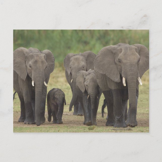 Elephant Family Vykort (Framsida)