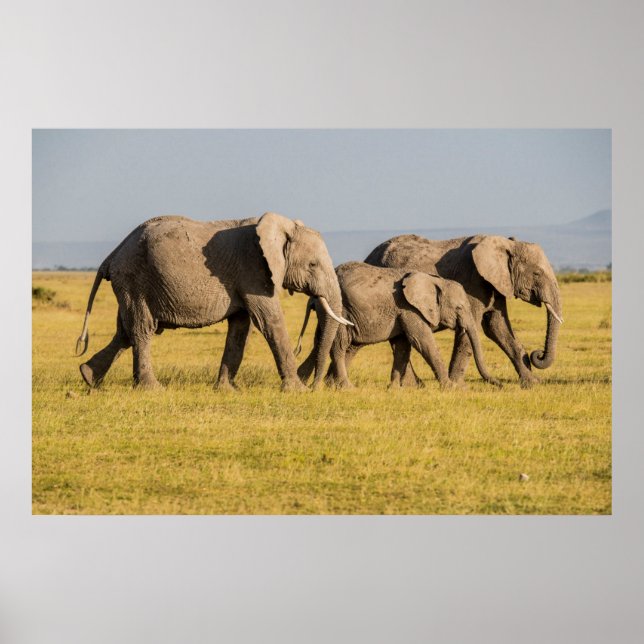 Elephant Family Walking Poster (Framsidan)