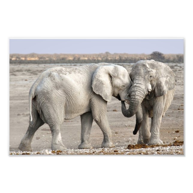 Elephant Fototryck (Framsidan)