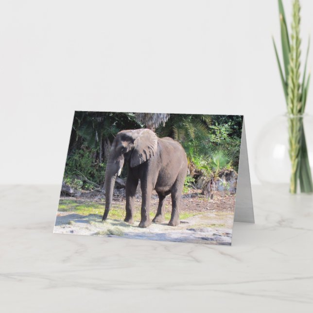 Elephant Greeting Card Kort (Framsida)