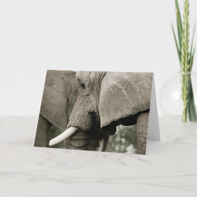 Elephant Greeting Card Kort (Framsida)