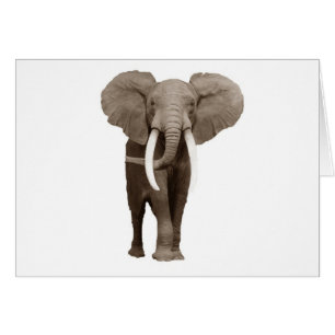 Elephant Hälsningskort