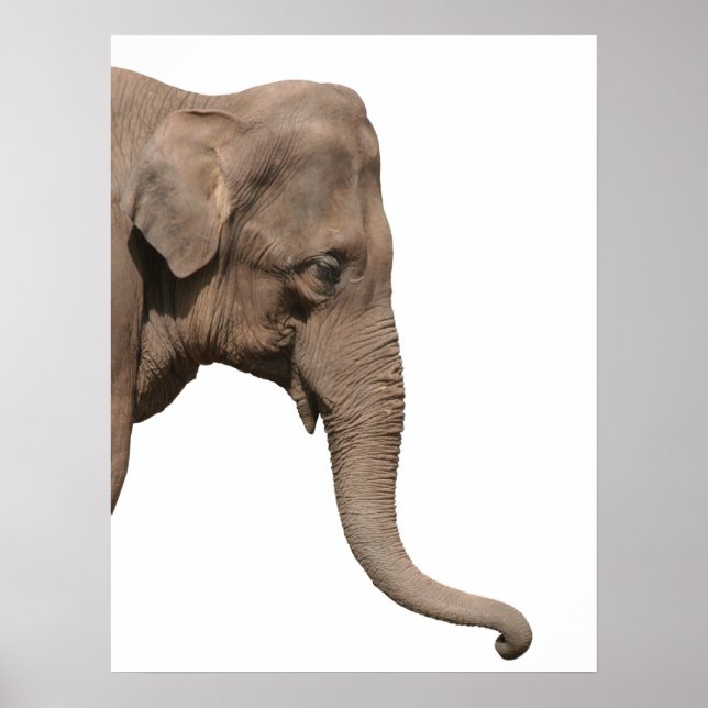 Elephant head poster (Framsidan)