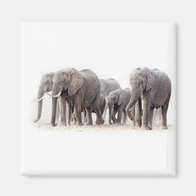 Elephant Herd Magnet (Framsidan)