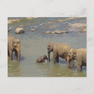 Elephant Herd Postcard Vykort