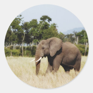 Elephant i Masai Mara, Kenyas dekal Runt Klistermärke