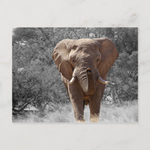 Elephant i Namibia Vykort