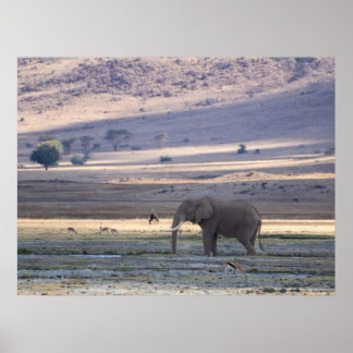 Elephant in Ngorongoro Crater - Wildlife Safari Po Poster