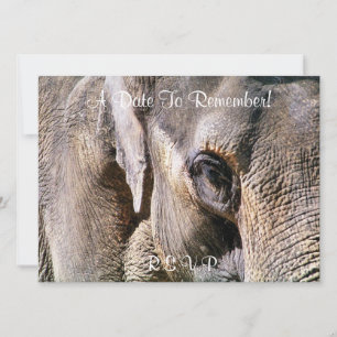 ELEPHANT INBJUDNINGAR