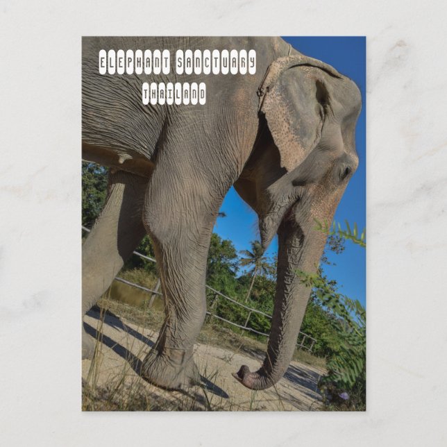 Elephant Jungle Sanctuary Vykort (Framsida)