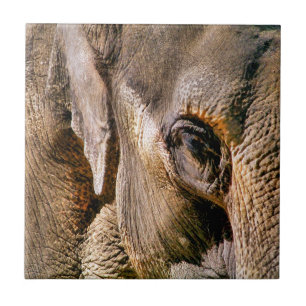 ELEPHANT KAKELPLATTA