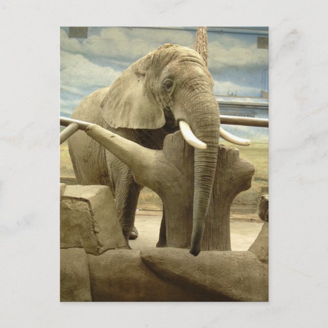 Elephant Kärlek Vykort (Framsida)
