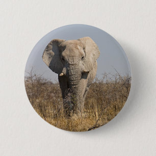 Elephant Knapp