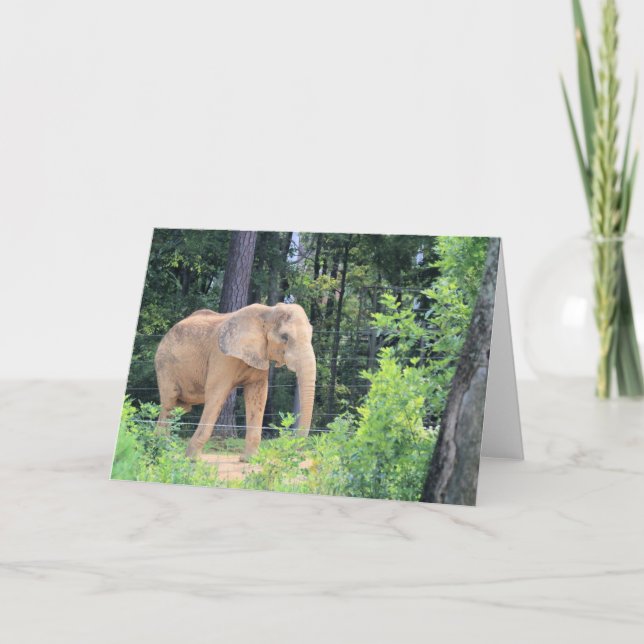 Elephant Kort (Framsida)