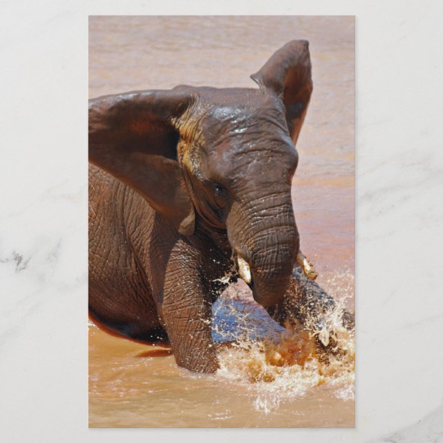 Elephant leker med vatten (Framsida)