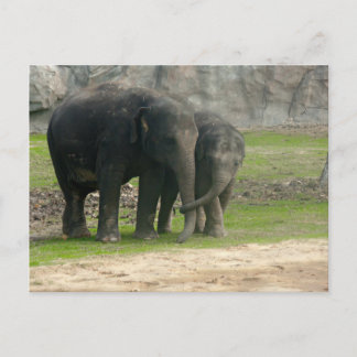 Elephant Loe Vykort