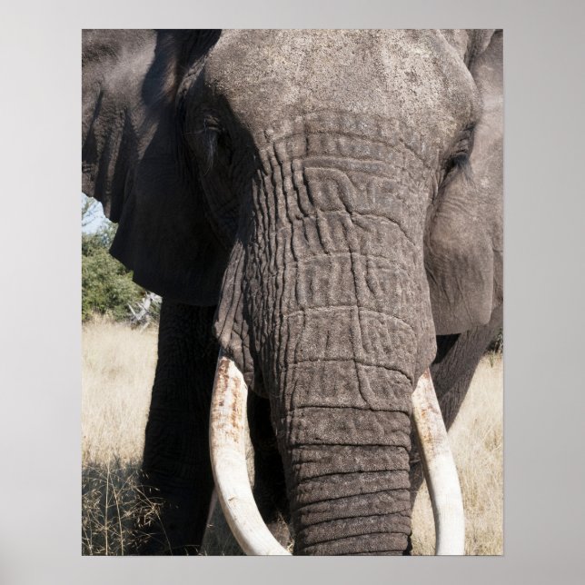 Elephant (Loxodonta africana), Abu Camp 3 Poster (Framsidan)
