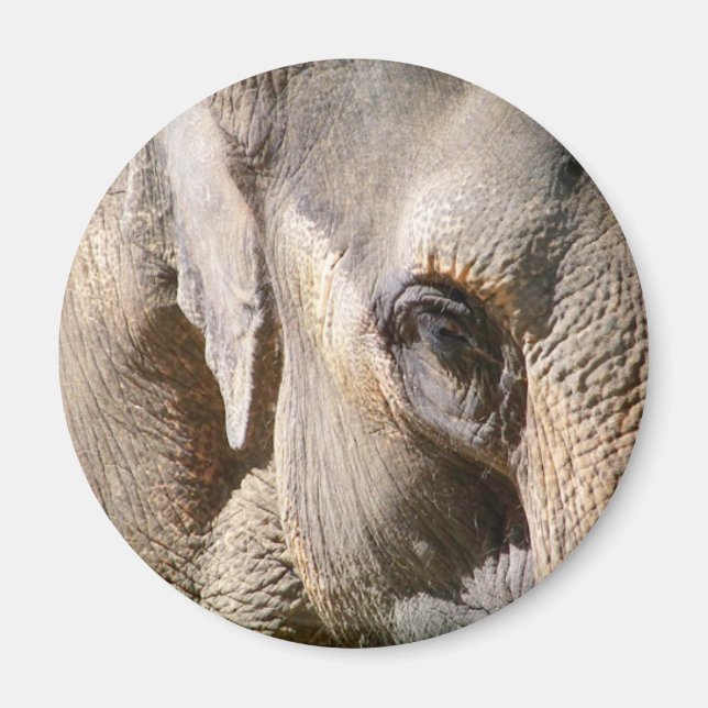 ELEPHANT MAGNET (Framsidan)