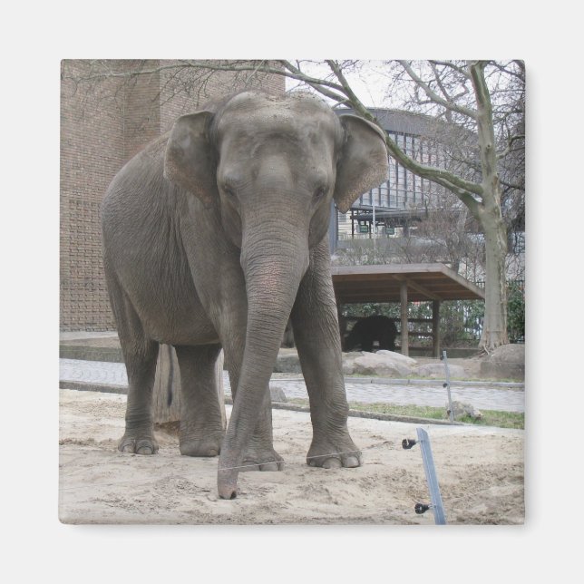 ELEPHANT Magnet (Framsidan)