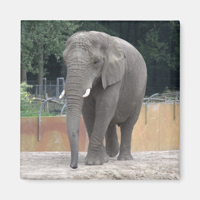 Elephant Magnet (Framsidan)
