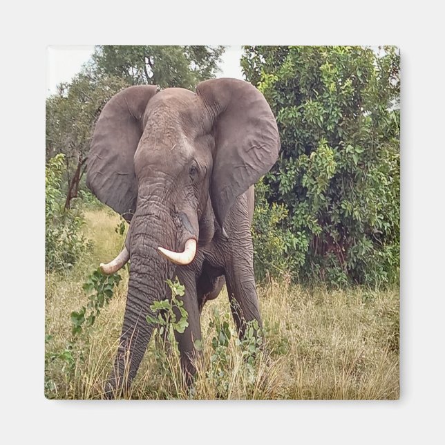 Elephant Magnet (Framsidan)