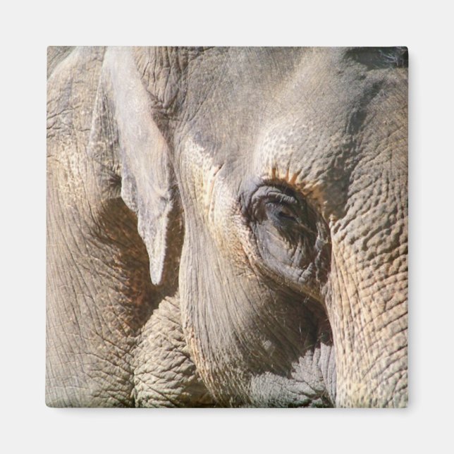 ELEPHANT MAGNET (Framsidan)