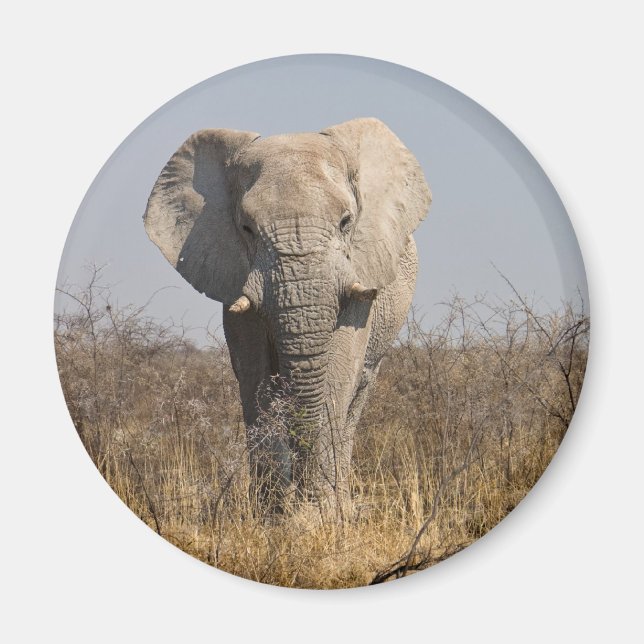 Elephant Magnet (Framsidan)