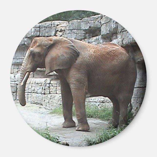 Elephant Magnet (Framsidan)