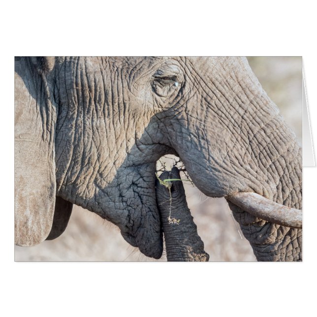 Elephant matar hälsningskort (Framsidan Horizontal)