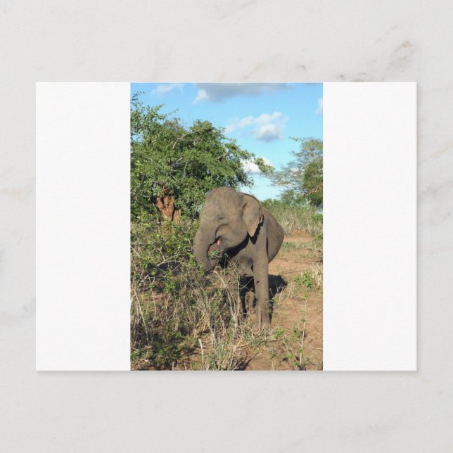 Elephant matar Uda Walawe nationalpark Vykort (Framsida)