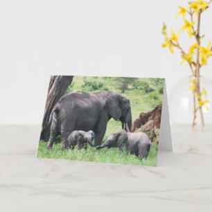 Elephant med Calves Wildlife Baby djur Photo Kort