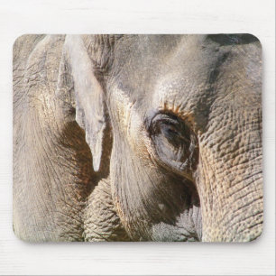 ELEPHANT MUSMATTA
