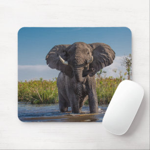 Elephant Musmatta
