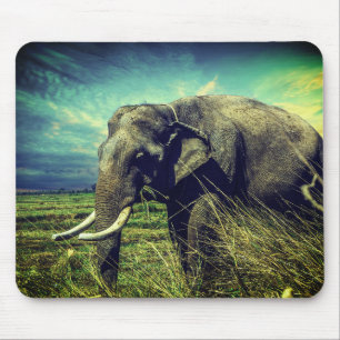 Elephant Musmatta