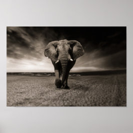 Eléphant noir et blanc poster