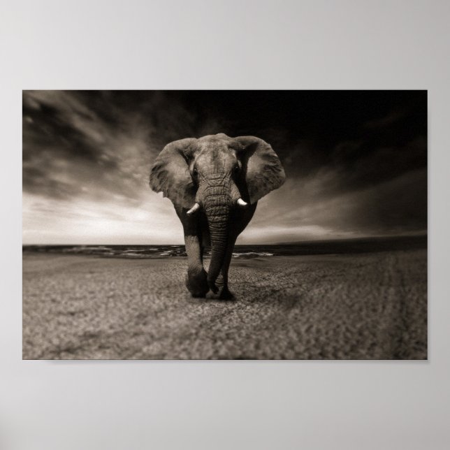 Eléphant noir et blanc poster (Framsidan)