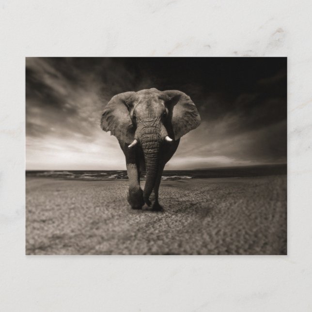 Eléphant noir et blanc vykort (Framsida)