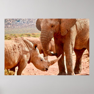 ELEPHANT OCH RHINO gillar INTE VARANDRA Poster