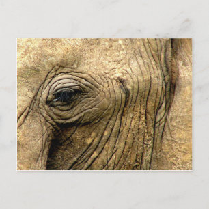 Elephant Öga Vykort