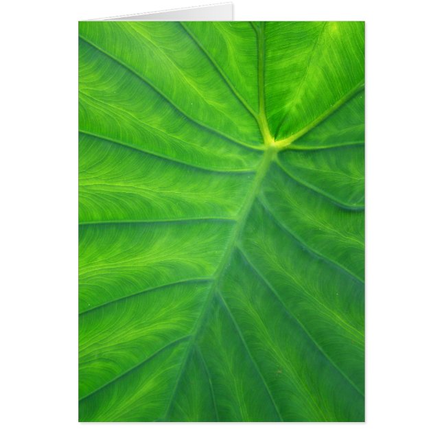 Elephant Öron - Colocasia Hälsningskort (Framsidan)