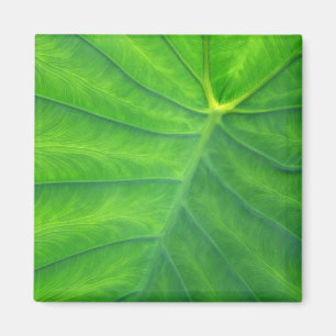 Elephant Öron - Colocasia Magnet